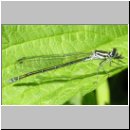 Coenagrion puella - Hufeisen-Azurjungfer w03.jpg